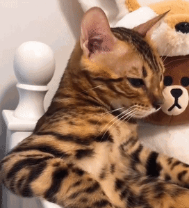 手机如何制作高清gif？有什么软件或者网站推荐的？