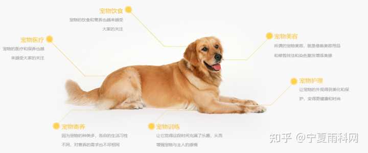 想做一个有关宠物的网站,但是没有头绪,需要如何搭建?